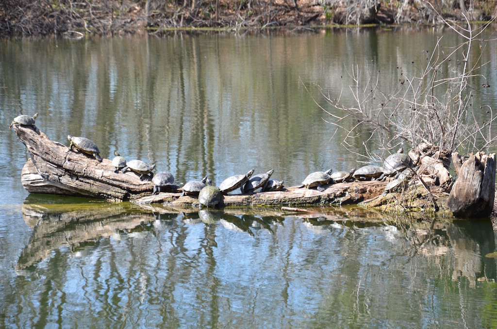 Turtlefest! Count 'em, 17!