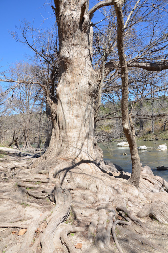 Well rooted trees!