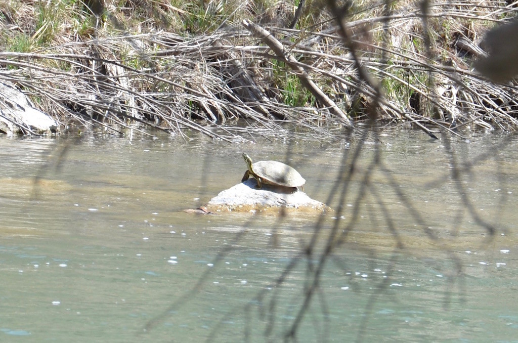 ANOTHER TURTLE! And I haven't seen Turtle Soup anywhere!