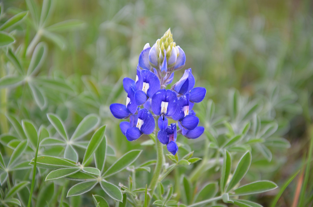 The infamous Bluebonnets are beginning to bloom!