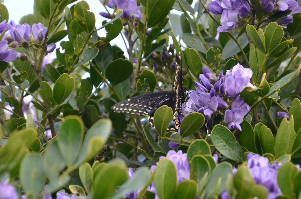 Beautiful butterfly!