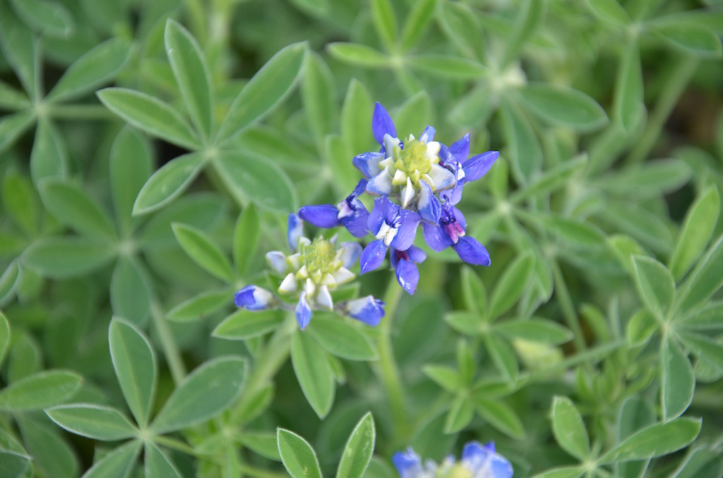 Bluebonnets