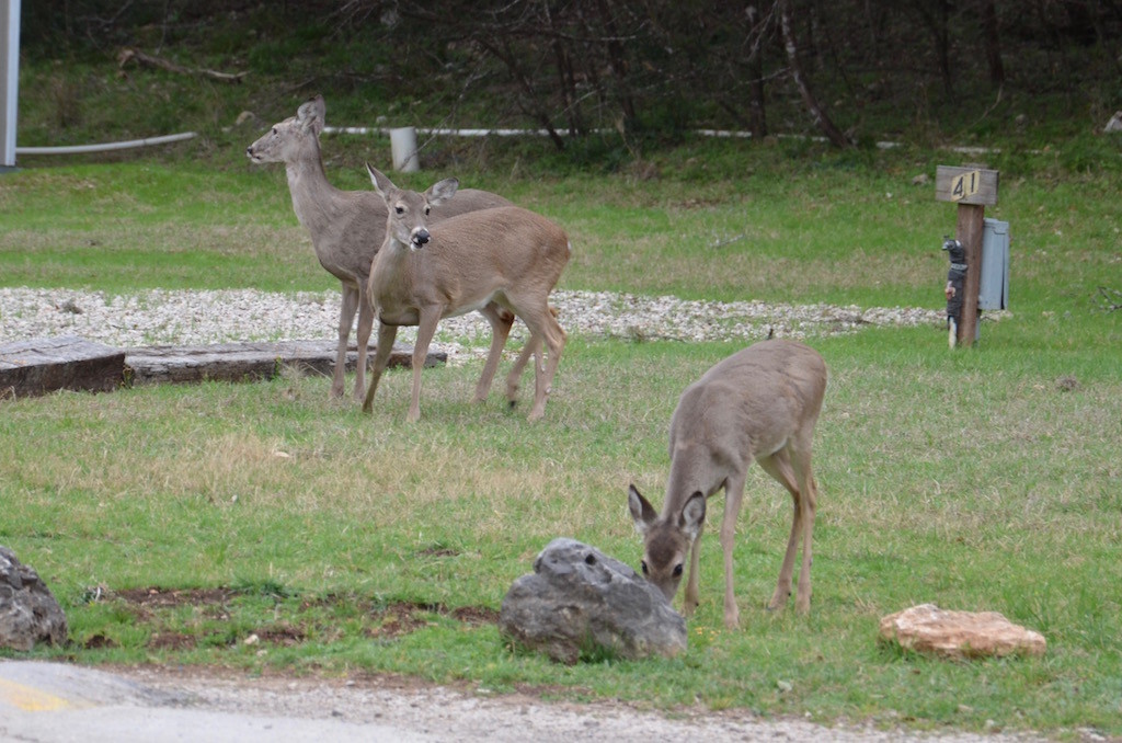 Resident herd of deer. They really like the deer corn I put out every evening!