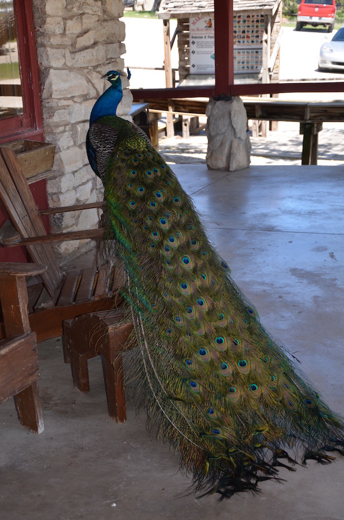The resident male Peacock.