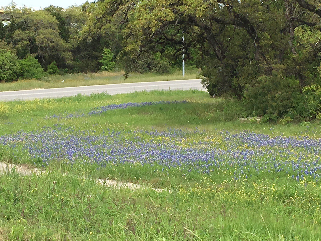 Blue Bonnets Everywhere in Texas