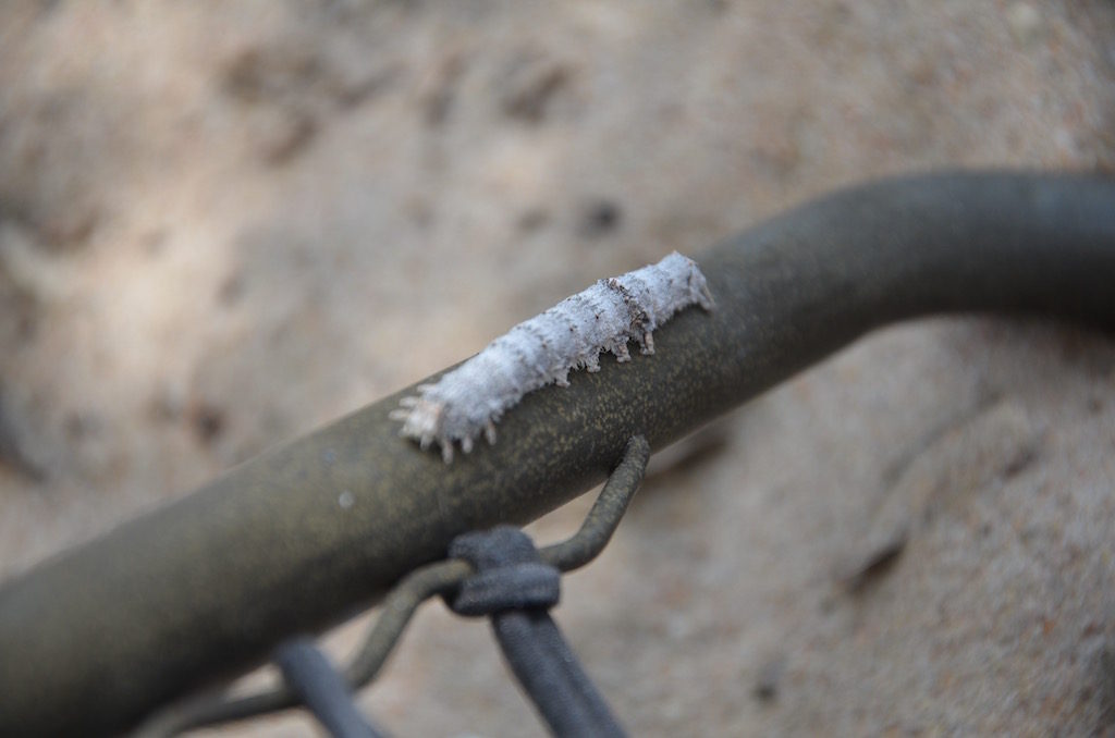 A strange visitor while we were at the beach; what the heck is it?!?