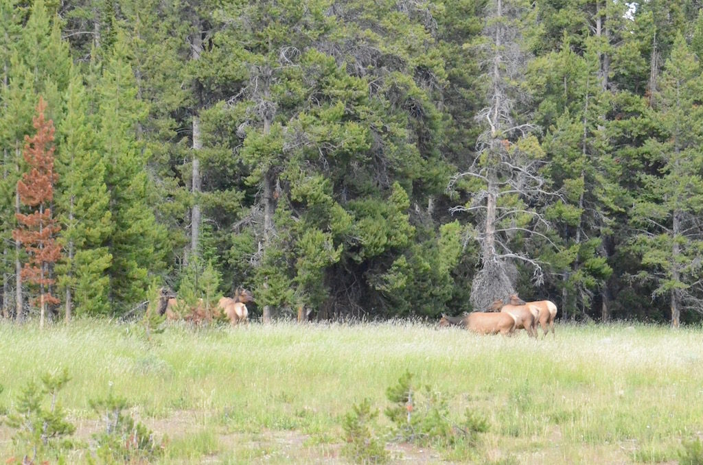 A small herd of Elk