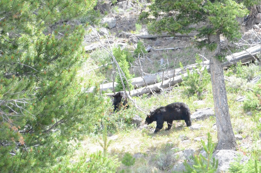 Jan was able to get a glimpse of a couple of black bears as I drove.