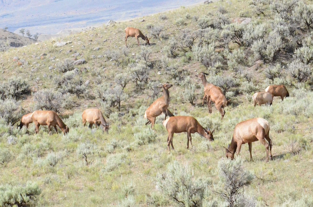 More Elk; these two are having a tiff apparently.