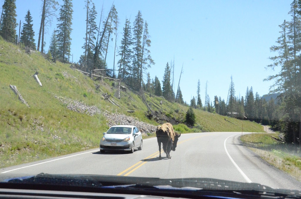 This poor old guy is not long for this world; he'll end up wolf food or something.