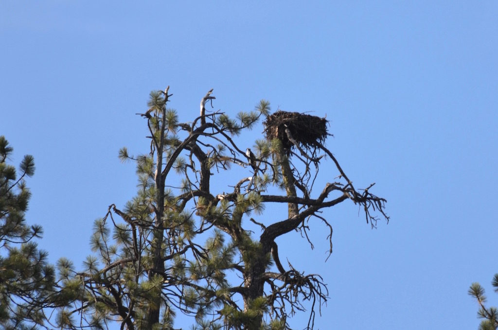 This is either an Eagle or Osprey nest