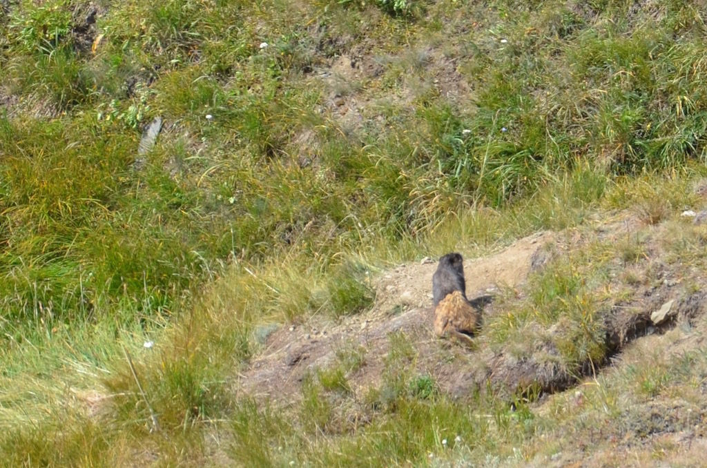 We spotted this Marmot near the Visitor's Center.