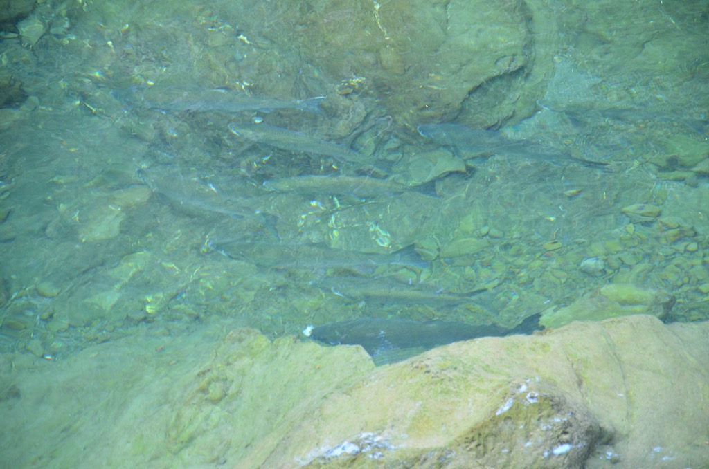 Through the VERY clear water you can see a few Salmon here.