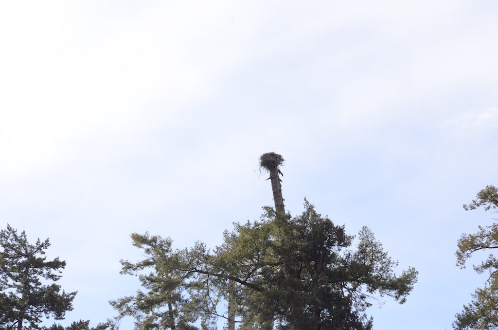 Eagle or Osprey nest; we saw so many its hard to keep track!