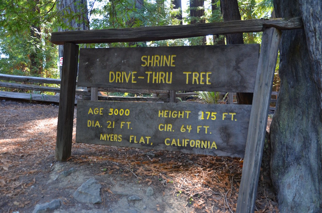 We did a day trip down the Avenue of the Giants