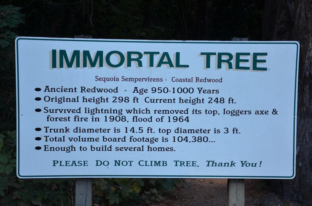The immortal tree was in front of our campground. It had survived lightning strikes, fire, partial chopping down (they gave up apparently because of it's size) and the flood of 1964!