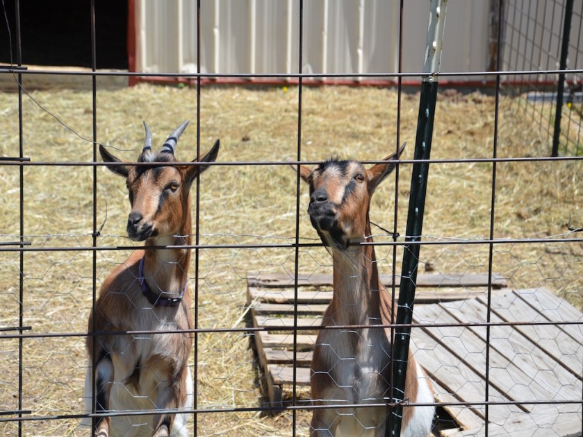 A couple of the goats