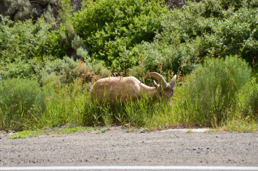 Then we saw these guys!