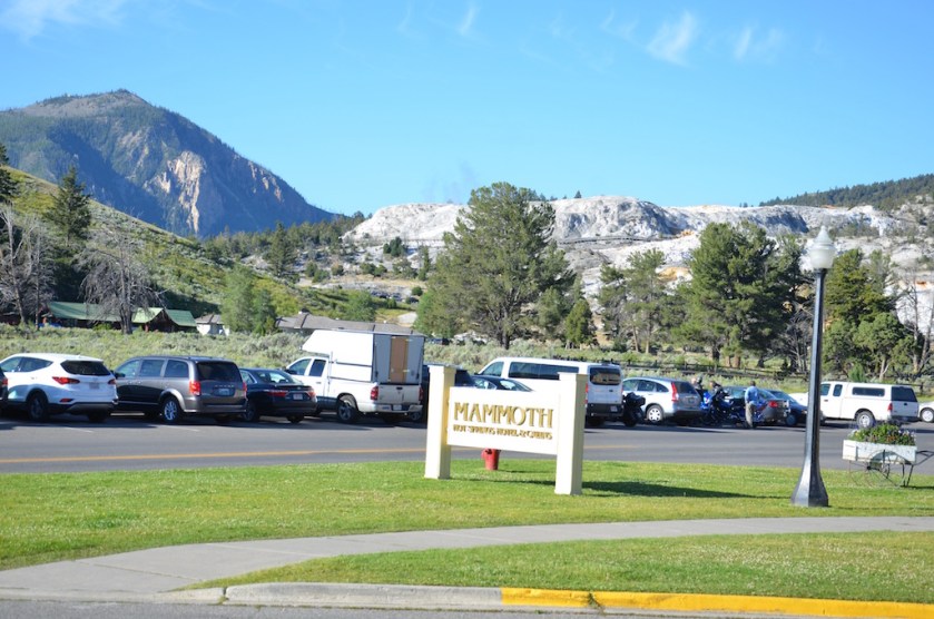Mammoth Village has resident Elk too.