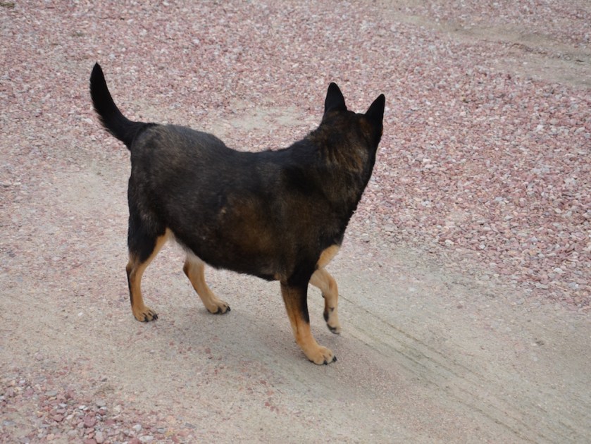Sheba is still kicking too!