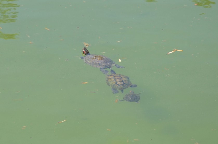 Pond residents, along with Koi fish of course.