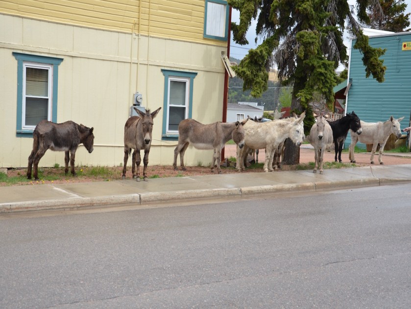 There's also a small heard of resident donkeys in town who have free reign wherever they want to wander; good beggars too but we had no carrots or apples.