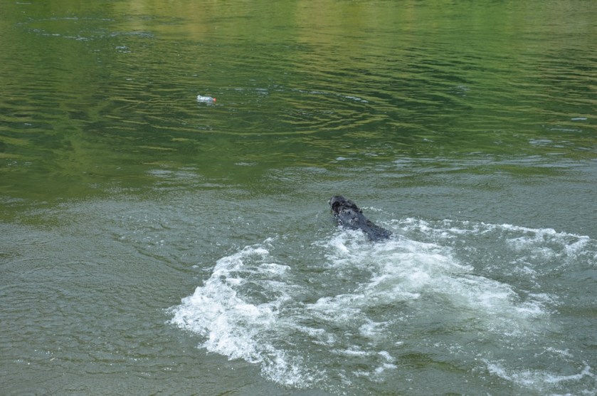 And of course Sadie's in the water again!