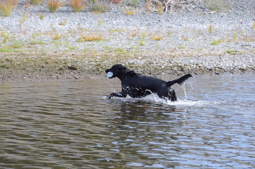 Retrieving her water bottle (again and again, as many times as anyone is willing to toss it)