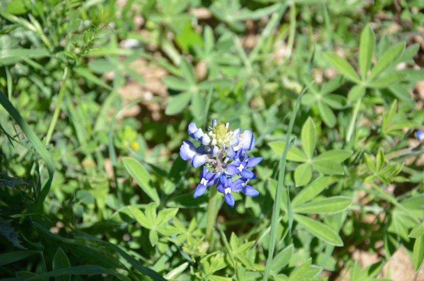 Blue Bonnets