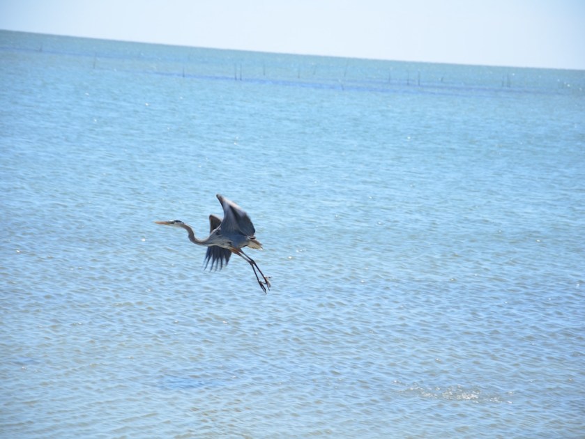 HUGE Egret! Over 4 feet tall!