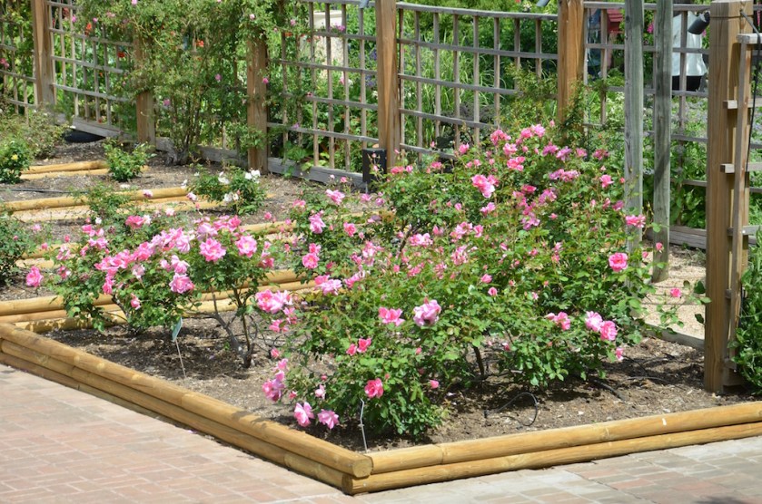 The blooming Rose garden.